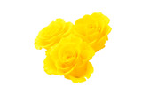 Fototapeta Koty - yellow roses
