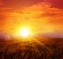 Wall Mural - warm sunset on the wild meadow