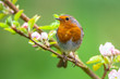 Robin on a branch with white flowers