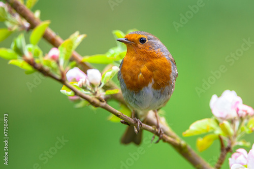 Fotomural Robin on a branch with white flowers