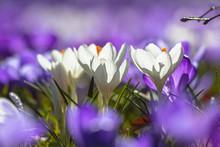 White Crocusses Blooming Amidst Purple Flowers