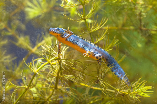 Fotografie, Obraz Male Alpine Newt Swimming through Vegetation