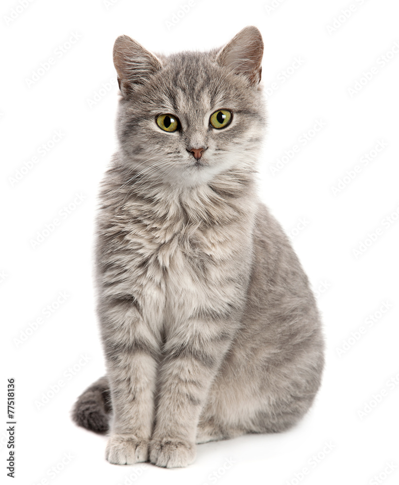 Gray cat sitting - obrazy, fototapety, plakaty 
