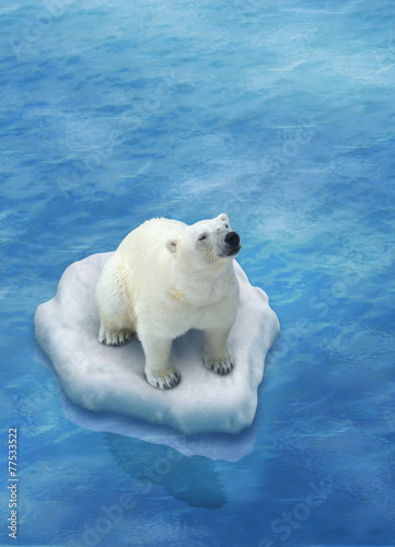 Naklejka nad blat kuchenny Miś polarny na krze