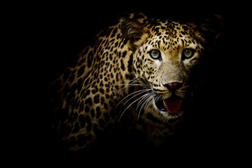 Wall Mural - Close up portrait of leopard with intense eyes