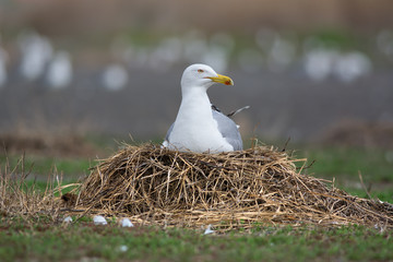 Poster - Caspian Gull on nest