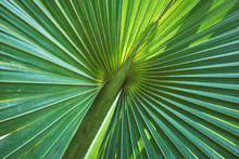 Palm Leaf Structure
