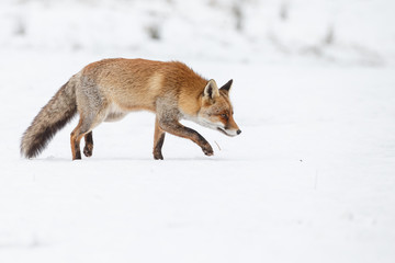 Wall Mural - red fox walking through the snow