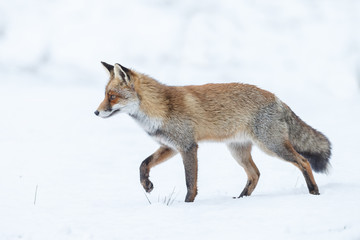 Wall Mural - red fox walking through the snow