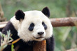 Giant Panda - Sad, Tired, Bored looking Pose. Chengdu, China