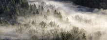 Fog Rolling Over Forest In Oregon