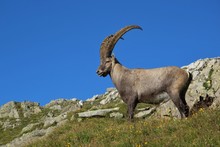 Standing Male Alpine Ibex With Big Horns