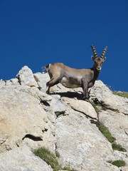 Wall Mural - Curious young alpine ibex looking down