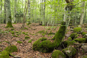 Wall Mural - Natural deciduous forest in Sweden, important habitat