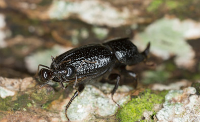 Rhinoceros Beetle, Sinodendron cylindricum attacked by ant