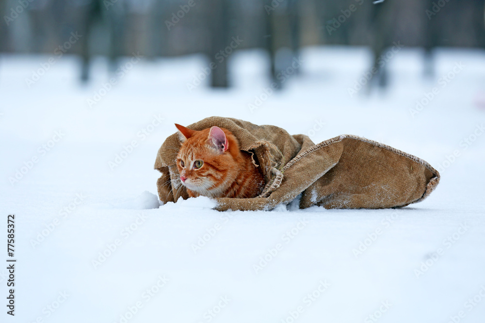 Cute red cat wrapped in blanket on snow background