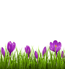 Green Grass Lawn With Violet Crocuses Isolated On White. Floral