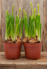 Daffodils Two Pots Wooden Background Spring Blooming