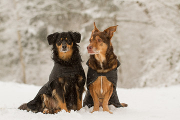 Wall Mural - Hunde Portrait