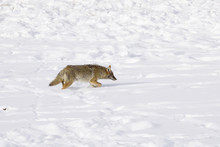 Winter Snow Coyote In Yellow Stone National Park