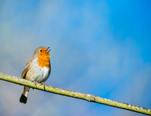 Cute Little Robin Bird Singing On A Tree Branch