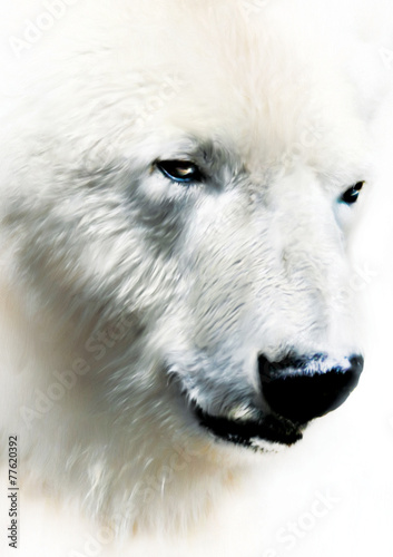 Obraz w ramie Niedźwiedź polarny