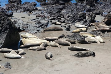 Sticker - California seals in Piedras Blancas, San Simeon, California