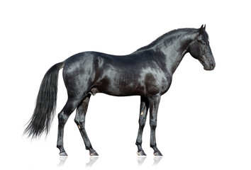 Black horse standing on white background, isolated.