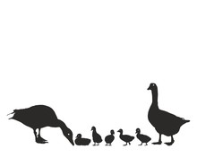 Geese Family With Young