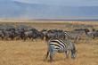 Herd of Zebras and Gnus 2