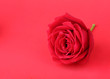 © sutichak - red rose on red background