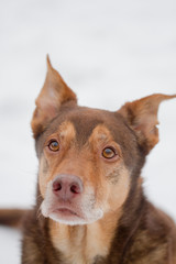 Poster - Ein Portrait von einem Hund im Schnee