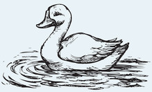 Floating Duck. Vector Sketch