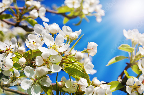 Naklejki jabłoni kwiaty  bialy-kwiat-jabloni