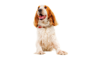 Portrait of charming Russian Spaniel