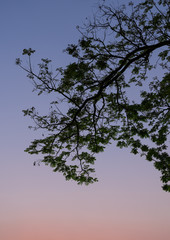 Leaf silhouette on twilight sky background