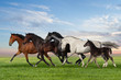 Group of five horses run gallop on gree grass against beautiful