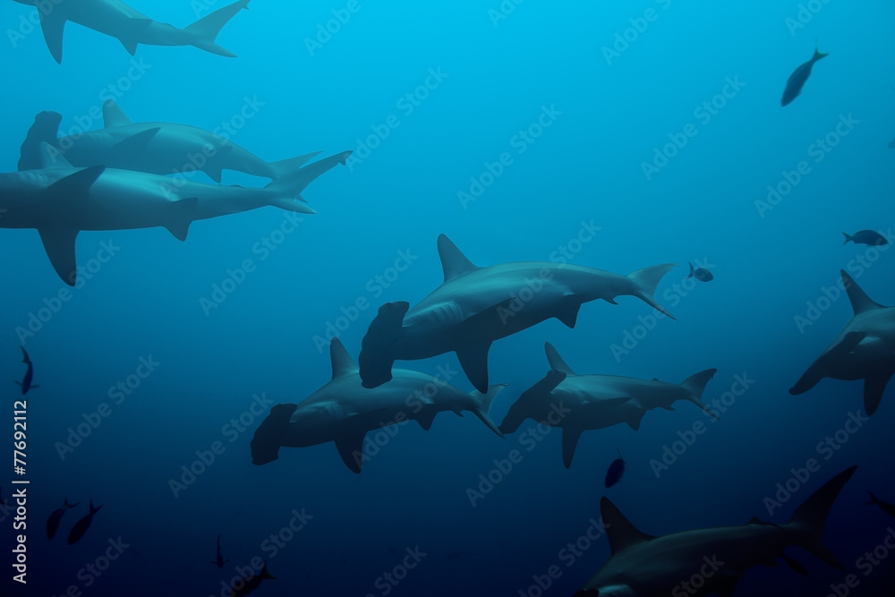 Large school of hammerhead sharks in the blue - obrazy, fototapety, plakaty 