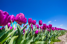 Close-up View Of Pretty Purple Tulips During Day