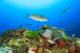 Fototapeta Do akwarium - Fish and Coral Reef underwater