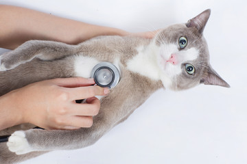 Cat veterinarian checking With STETHOSCOPE