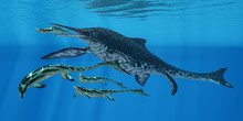 Shonisaurus Marine Reptile