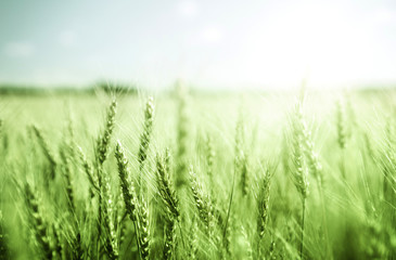 Poster - green wheat field and sunny day