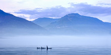 Schwertwale In Landschaft, Killerwal Bzw Orca, Orcinus Orca