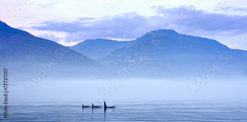 schwertwale-in-landschaft-killerwal-bzw-orca-orcinus-orca
