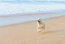 Happy Dog On The Beach