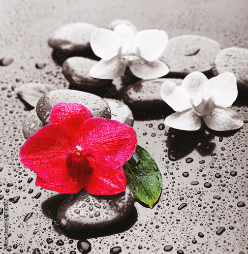 Naklejka na szybę Beautiful blooming orchid with spa stones on gray background