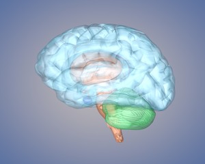 brain side view