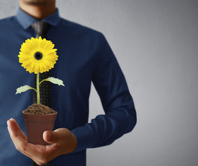 Wall Mural - sunflower in hands