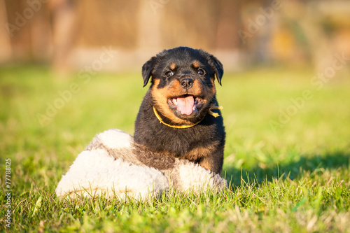 funny rottweiler puppies